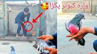 After long time Chiri Mari || Awara Kabootar Pakra || Rana Pigeon corner