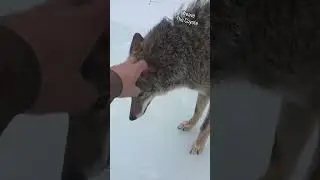 Маленькая клипса с изображением койота #weavethecoyote #cute #animals #pets #dog #puppy #nature #...