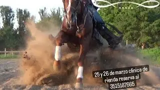 poner snaffle primera vez