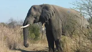 Elephant Encounters Kwalata Adventure Camp