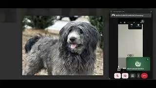 Mobile Application Flutter Project / Dog Breeds Classifying Image / School Purposes