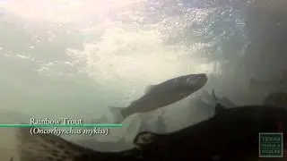 Trout Fishing, Guadalupe River Winter Stocking
