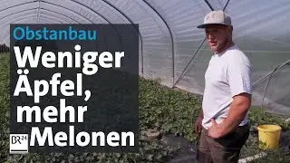 Klimawandel am Bodensee: Wenn &Auml;pfel zum Luxusgut werden | Abendschau | BR24