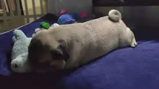 Pasta playing with his plush and being a sweet boy #puglife #cutepug #playfulpets #sweetbaby
