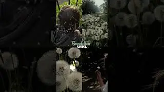 🌼✨️#shorts #nature #aesthetic #auroraxthetics #edit @YouTube  #trending #aestheticmotivation