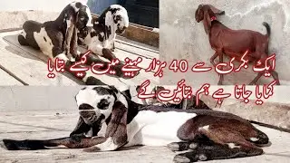 successful goat farming tips|bakra eid festival