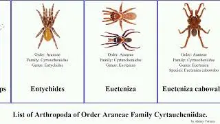 List of Arthropoda of Order Araneae Family Cyrtaucheniidae. aptostichus trapdoor spider serrano