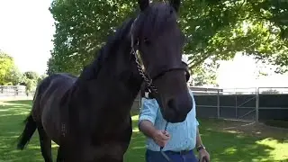 Mo'unga is an 'exciting stallion prospect'