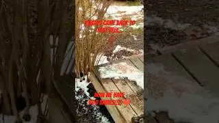 u can hear them! #nature #cardinals #cardinal #baby #animals #babyanimals #help #shorts #short #love