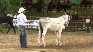MULARES Y ASNALES MEJORADOS.MULES AND DONKEYS. COLOMBIA