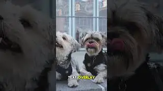 How to Shape Puppy Behavior Positively