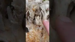 Bugs Move Up Through the Hen of the Woods Mushroom