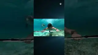 Swimming with a dolphin