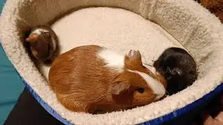 Die Meerschweinchen-Babys sind 12 Stunden alt