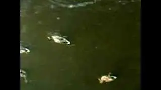 MOV00197