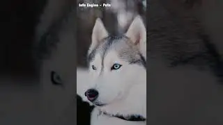 Cyberian Husky - the adorable friend you can have. #dog #dogbreeds #husky #cyberian #pets #shorts