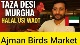 Taza Desi Murgha Halal Ajman Birds Market | Fresh Meat UAE | Full Details Video