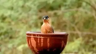 BIRD BATHING IN HOT SUMMER