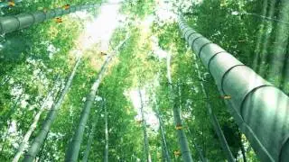 Beautiful Bamboo Forest Animated Wallpaper  