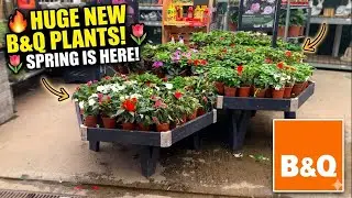 Whats New at B&Q Garden Section &ndash; So Many Plants!