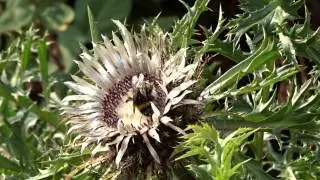 Hummel und Silberdistel