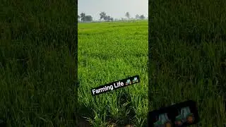 fun Time in field #viral #lodhifarming #wheatcrop #wheatfield #khetibadi