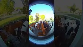Cows at the Doorbell &mdash; Wonderful animal moment Caught on Camera #shorts