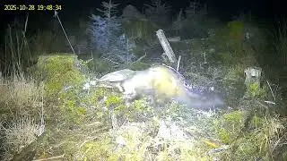 Pinemarten covers a deer carcass