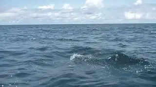 Delfines bufeo   Punta Burica