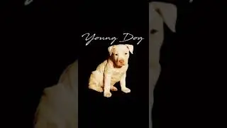Youngdog x Genii blakk - paper chase