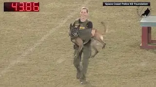Deputy saves K-9 partner that jumped off bridge