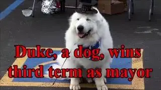 Duke, a dog, wins third term as mayor