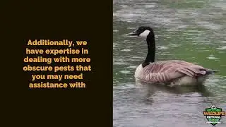 Wildlife Exterminator Palm Bay - AAAC Wildlife Removal
