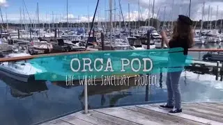 ORCA POD: The Whale Sanctuary Project Documentary (2021) | Ocean Chicks Films