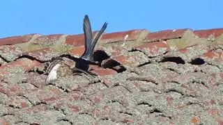 Cern&iacute;calo primilla vs paloma brav&iacute;a