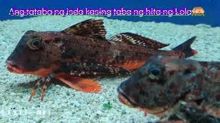 Akvarij Baska//Aquarium Baska