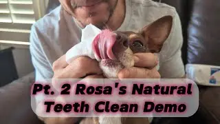 Rosa&rsquo;s Natural Teeth Clean 🦷✨  Pt.2 #DogDentalCare #healthyfoodfordogs #coconutoil #healthypets