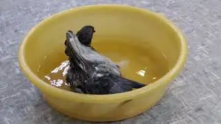 bathing a domestic dove