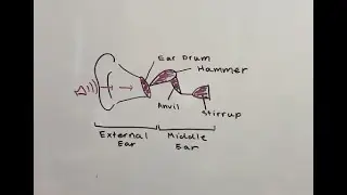 The Auditory System and Spider Silk Sound Sensing