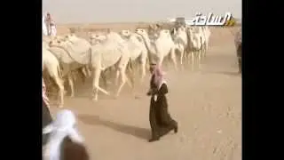 #مزاين_الكويت 2015 | مسيرة منقية / فلاح أبو ذراع العازمي