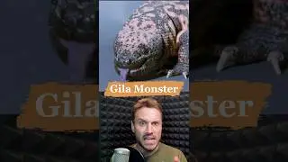 Gila Monsters: Venomous Lizards