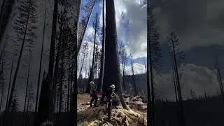Expert Tree Felling &ndash; Precision and Skill in Action  #precisiontreefelling #wood