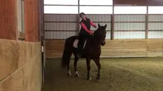 The 5 lateral movements in Dressage.