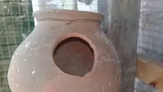 Best breeding formula/Best breeding parrots & cute pet birds