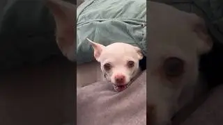 Attention: bombastic side eye 👀 #nikiozeri #mreviatar #angrychihuahua