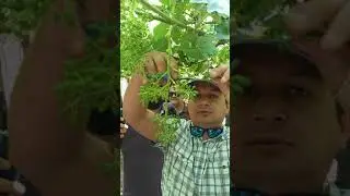 Aclareo racimo uva de mesa (4-3-3)