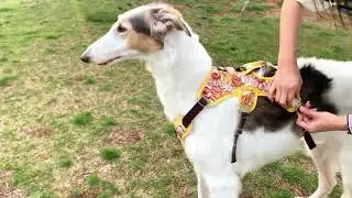 Wholesale dog harness set #dog  #dogharness