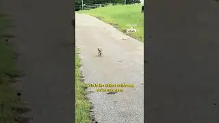 Маленькая такса загоняет скот 🐶🐮
