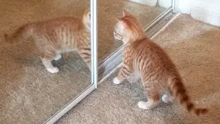 Cute Kitten Confused By Reflection in Mirror