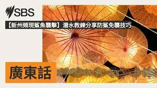 【新州頻現鯊魚襲擊】潛水教練分享防鯊免襲技巧 | SBS Cantonese - SBS廣東話節目
